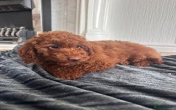 Maltipoo dogs for sale: Health tested rare coat red maltipoos for sale🐶!! - Image 8