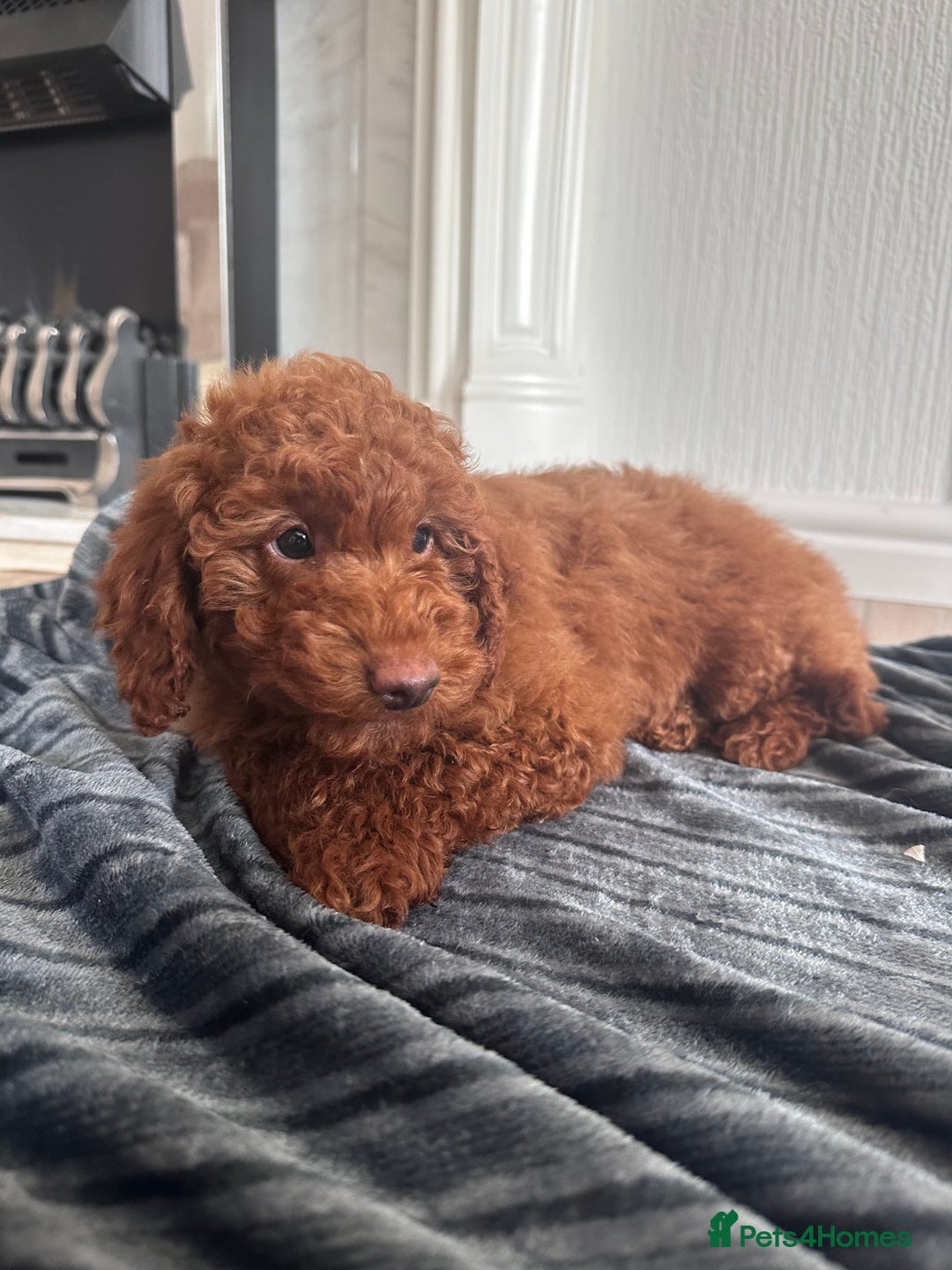 Maltipoo dogs for sale: Health tested rare coat red maltipoos for sale🐶!! - Image 8