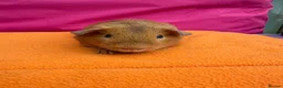 Guinea Pig rodents for sale: Californian & Himalayan - Boars & Sows - Advert 12