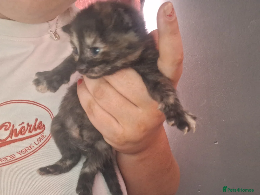 Mixed Breed cats for sale: 5 baby kittens  - Advert 2