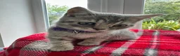 British Shorthair cats for sale: BSH Girl & Boy Beautiful Grey Stripe Kittens - Advert 4