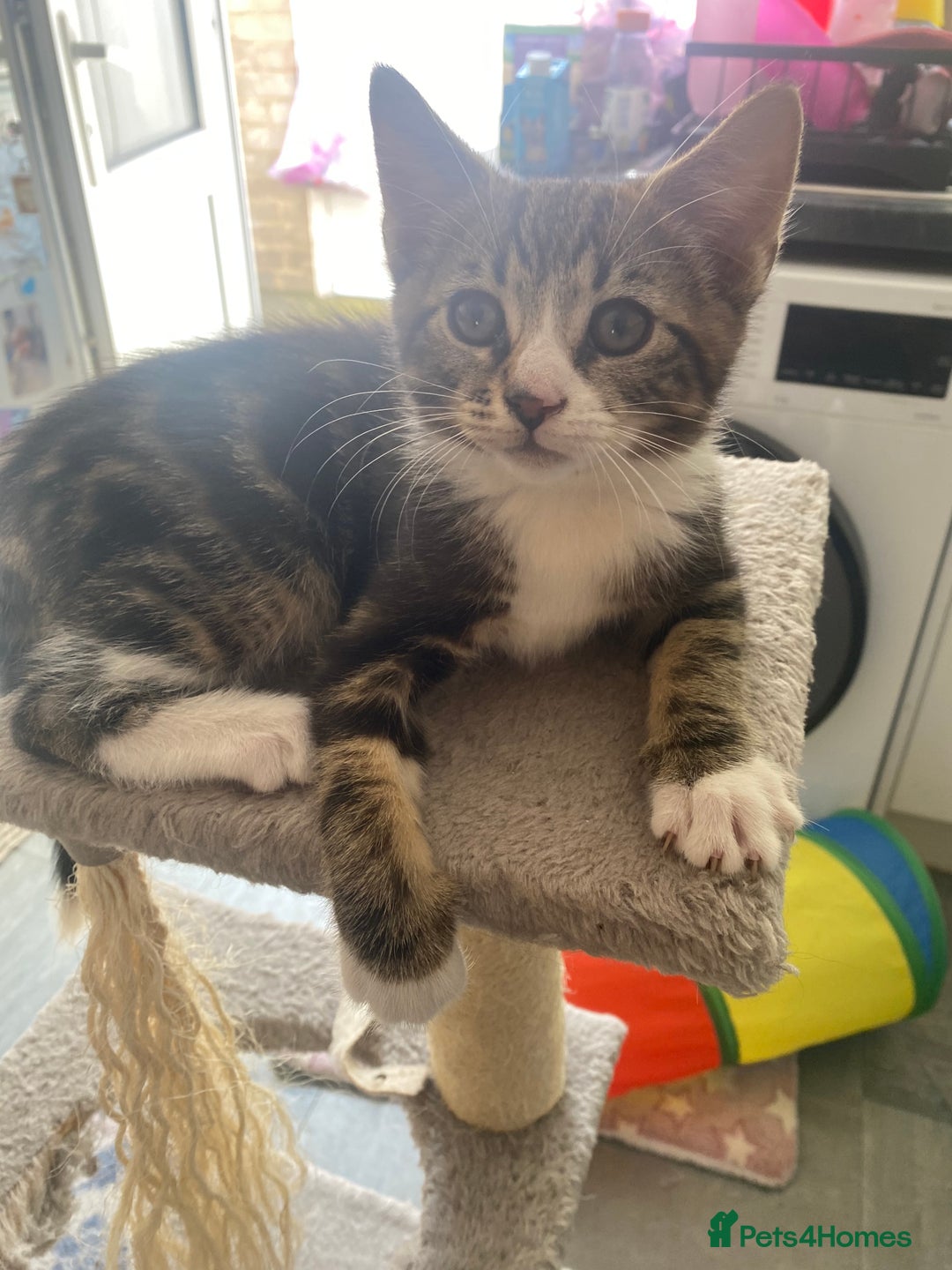 British Longhair cats for sale: Gorgeous boy kitten  - Image 1