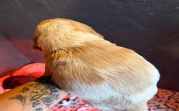 Cocker Spaniel dogs for sale: Show cocker spaniel pups  - Image 37