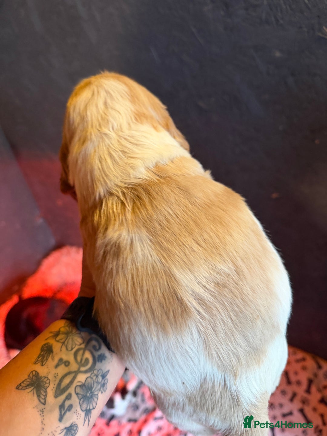 Cocker Spaniel dogs for sale: Show cocker spaniel pups  - Image 37