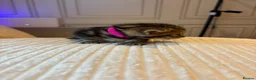 Mixed Breed cats for sale: 6 kittens 4 girls / 2 boys  in Birmingham - Advert 3