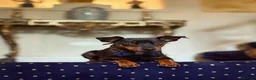 Miniature Pinscher dogs for stud: MINIATURE PINSCHER FOR STUD in Enfield - Advert 6