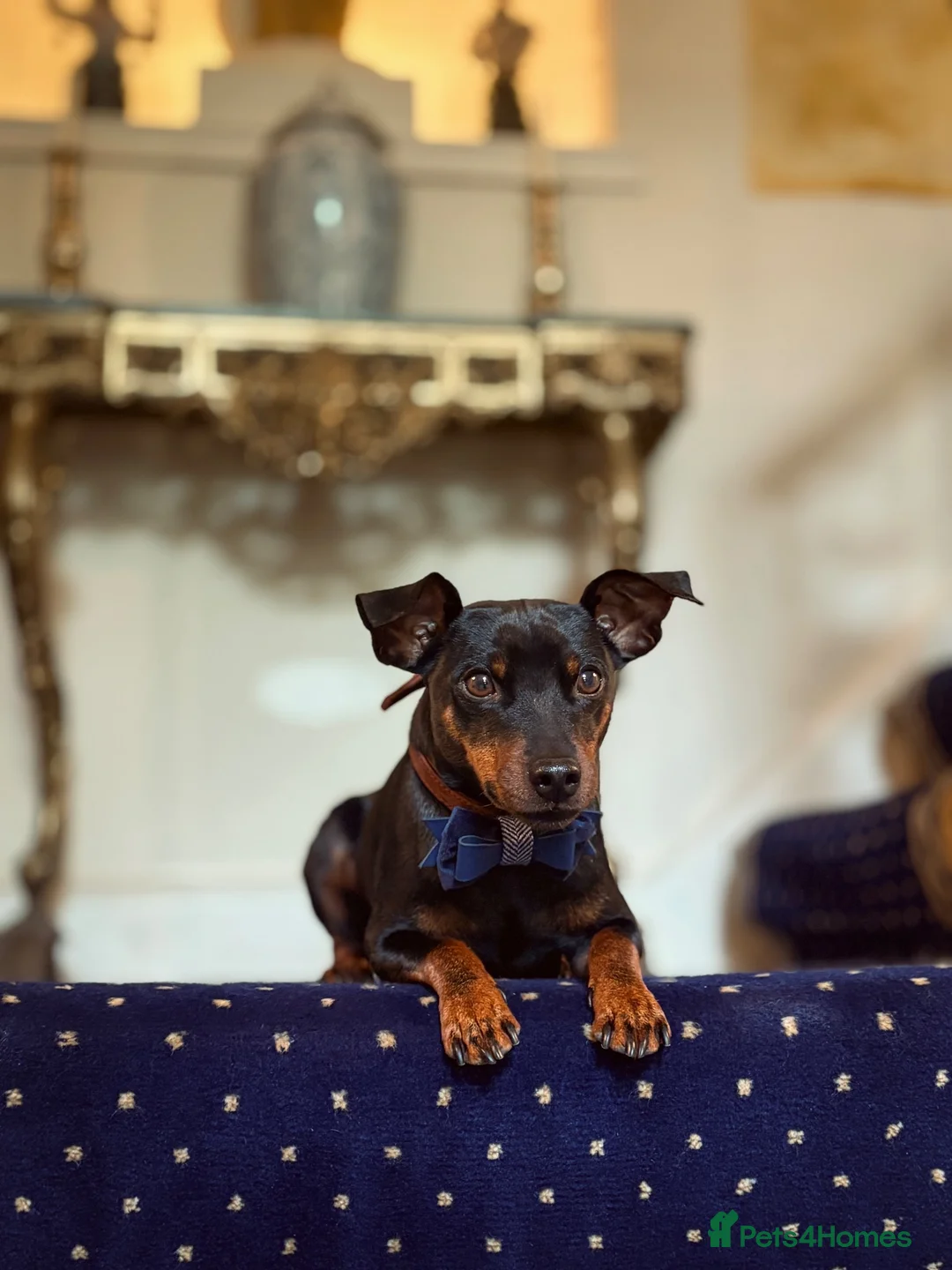 Miniature Pinscher dogs for stud: MINIATURE PINSCHER FOR STUD in Enfield - Advert 6