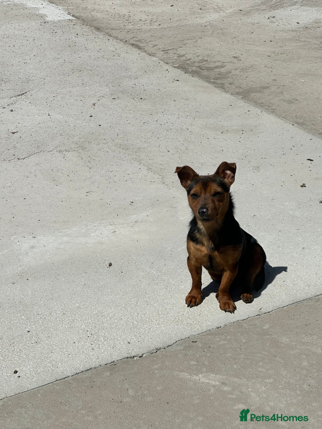 Jack Russell dogs for sale: Black and Tan Short legged Miniture Jack russels  - Advert 11