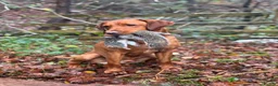 Goldador dogs for sale: Stunning Goldador pups  - Advert 9