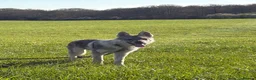 Saarloos Wolfdog dogs for sale: Czechoslovakian Wolfdog  in Slough - Advert 5