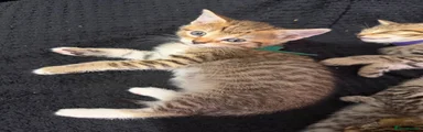 Bengal 5