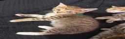 Bengal cats for sale: Bengal x tabby kittens  - Advert 10