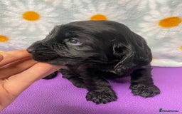 Cocker Spaniel dogs for sale: Beautiful show cocker spaniel babies - Image 13