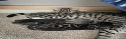 Bengal cats for sale: Bengal Kittens for sale in Haddington - Advert 4