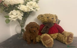 Cavapoo dogs for sale: outstanding Cavapoo’s, with heart tested parents - Advert 16