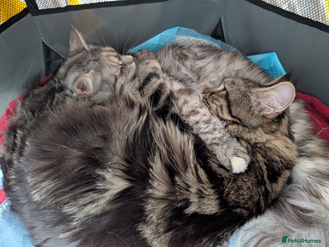 Maine Coon cats for sale: 2x Tica Maine coon sisters  - Advert 3