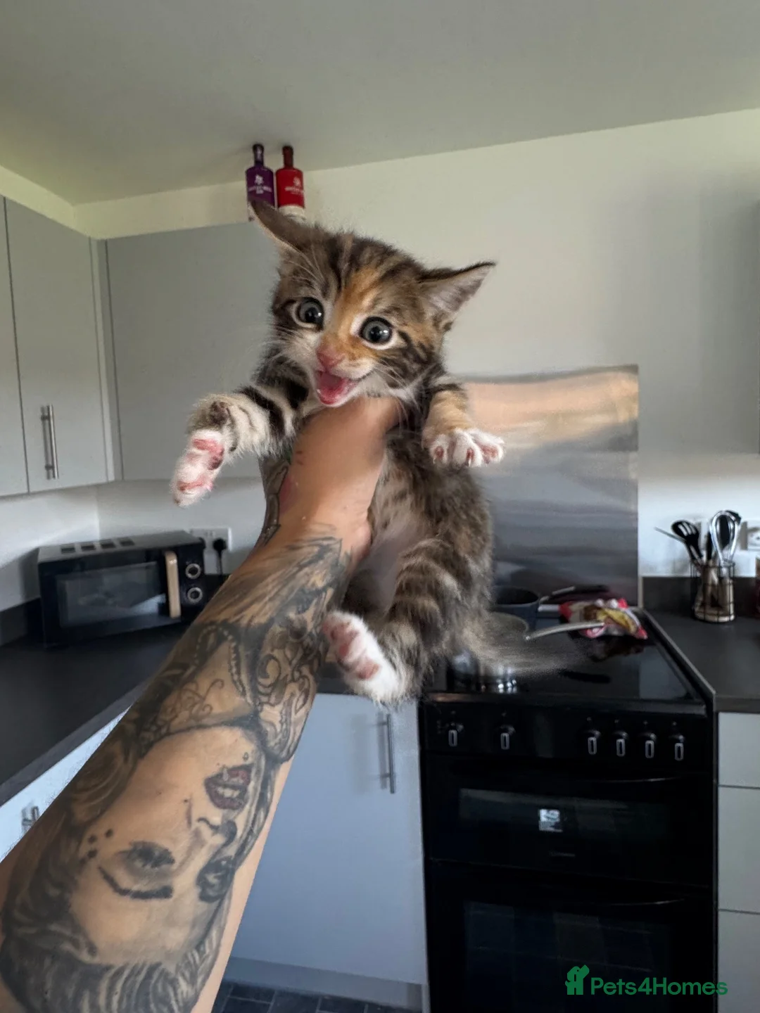 Mixed Breed cats for sale: 4 beautiful kittens - Advert 10