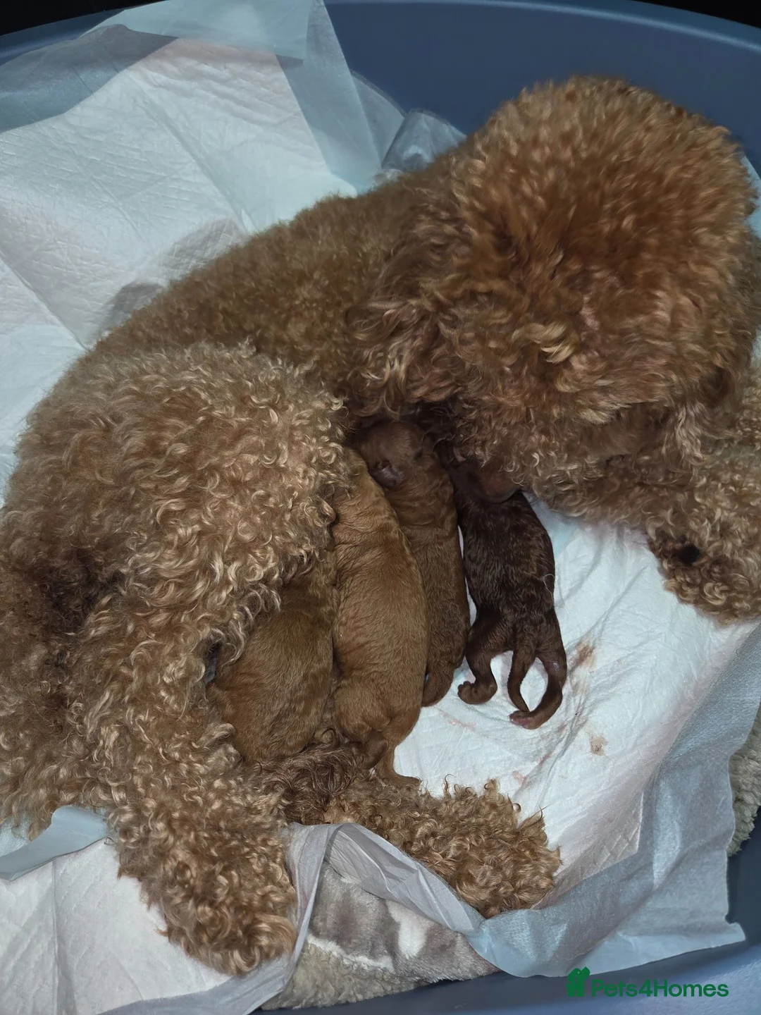 Mixed Breed dogs for sale: Miniature poodles girls in Waltham Cross - Advert 10