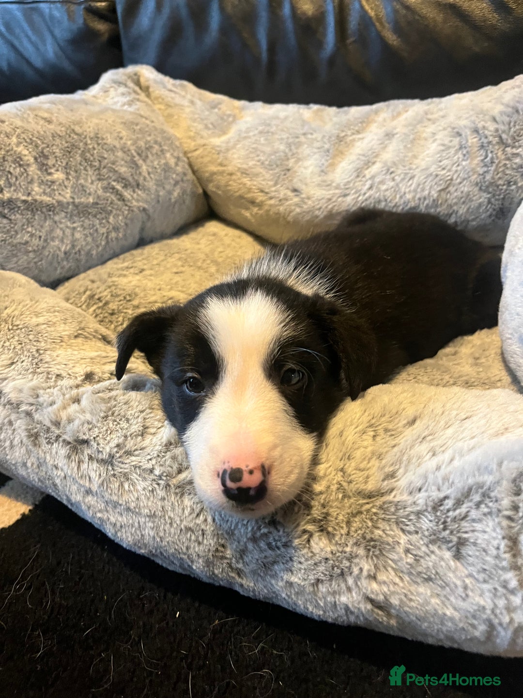 Border Collie dogs for sale: Lovely litter of 6 border collie puppies - Advert 11