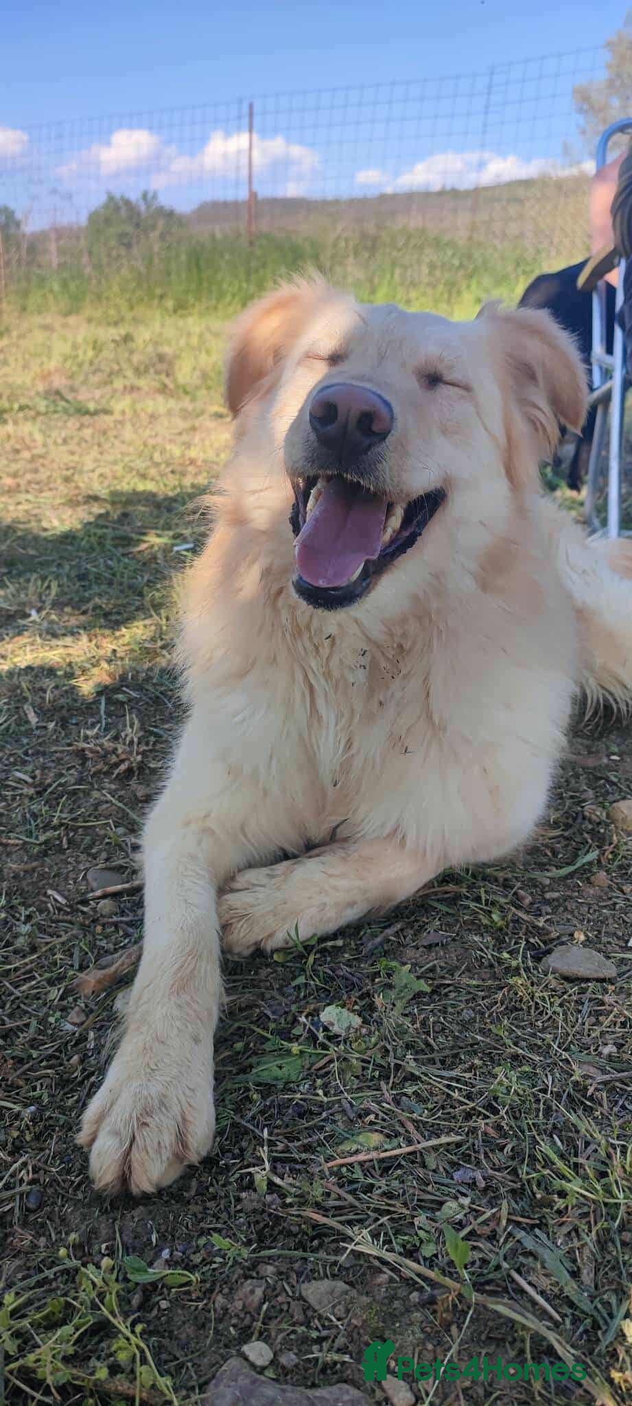 Mixed Breed dogs Bubi! - Advert 1