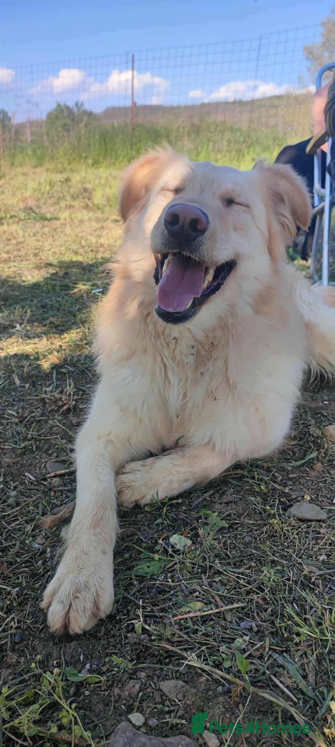 Mixed Breed dogs for adoption: Bubi! - Advert 1