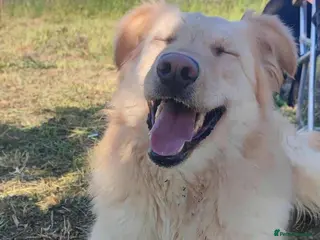 Mixed Breed dogs Bubi! - Advert 1