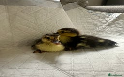 Ducks poultry for sale: Muscovies Muscovy ducklings Unsexed  - Image 3