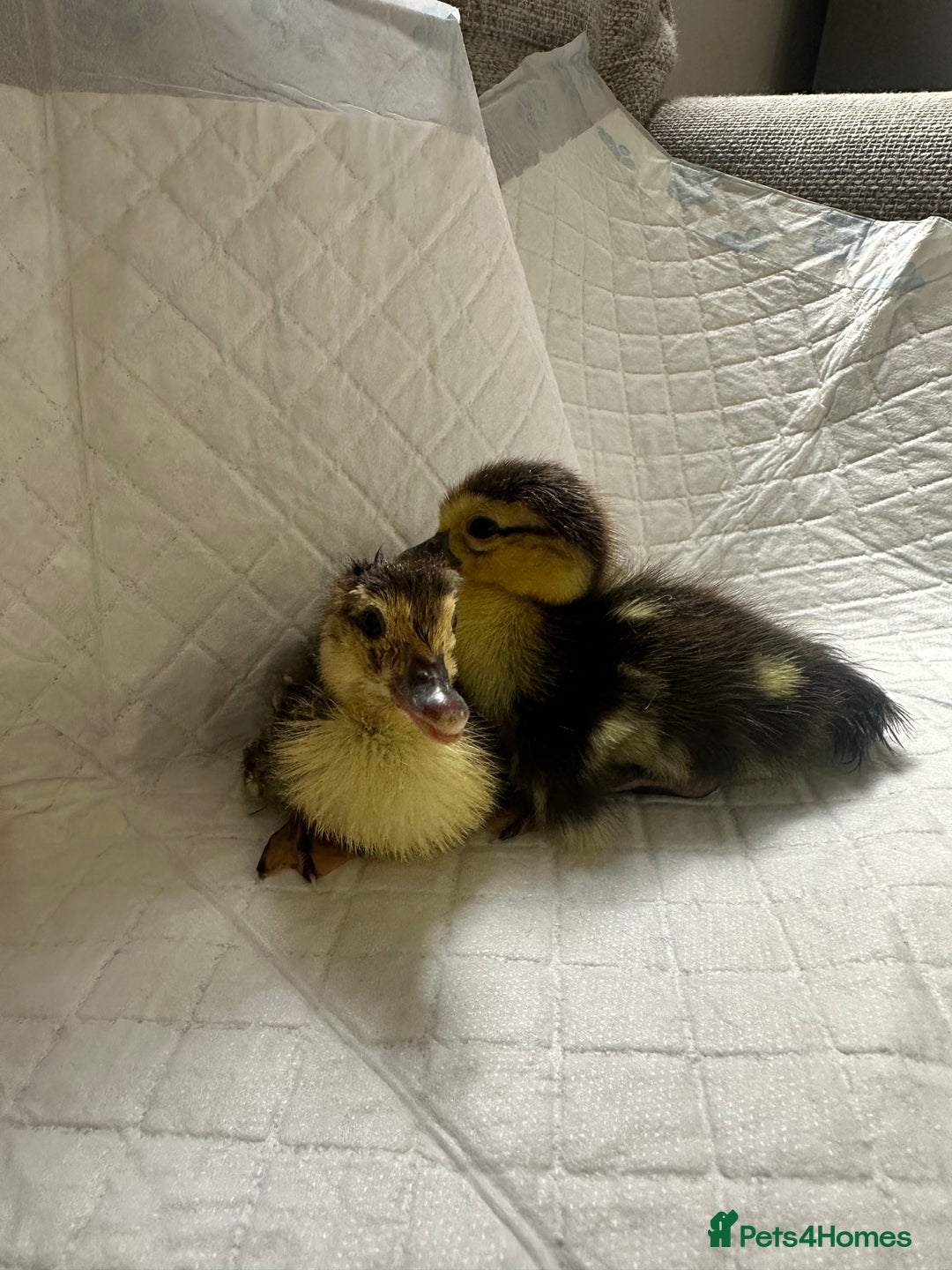 Ducks poultry for sale: Muscovies Muscovy ducklings Unsexed  - Image 3