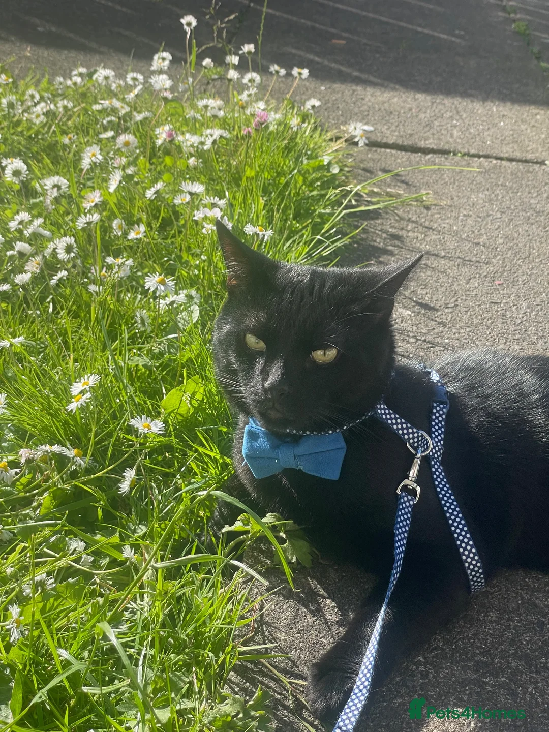 Domestic Shorthair cats for sale: Black male cat in Gateshead - Advert 2