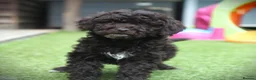 Cockapoo dogs for sale: F1b (Extra Curly) Cockapoos ✨ in Eastleigh - Advert 11