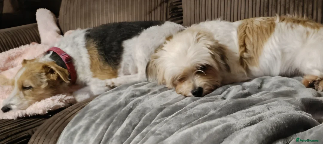 Mixed Breed dogs for sale: Loving Home Wanted for Leila - Advert 3