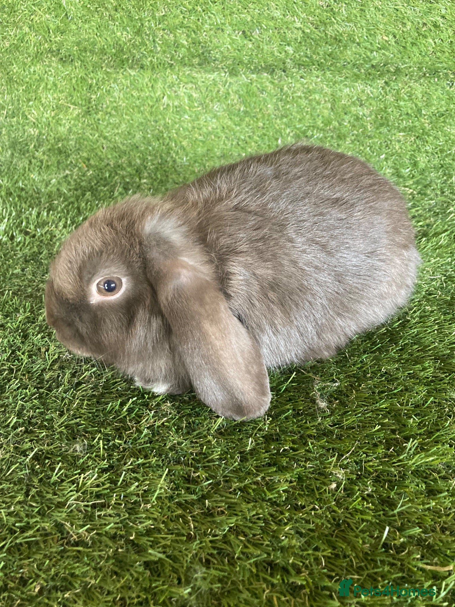 Mini Lop rabbits Purebred mini lops  - Advert 12