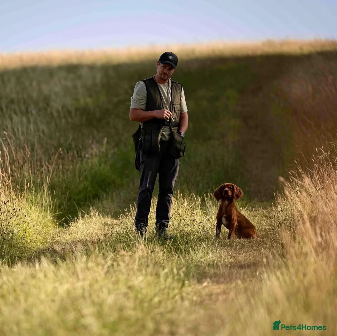 Cocker Spaniel dogs for stud: Ammerdown Greedy Available At Stud. Health Tested - Advert 10