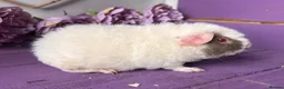 Guinea Pig rodents for sale: Pair Of Pedigree Teddy Boars - Advert 5