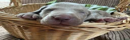 Weimaraner dogs for sale: Handsome male KC Registered Weimaraner pups  - Advert 29