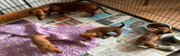 Miniature Dachshund dogs for sale: K.C registered Miniature Dachshund puppies - Advert 7
