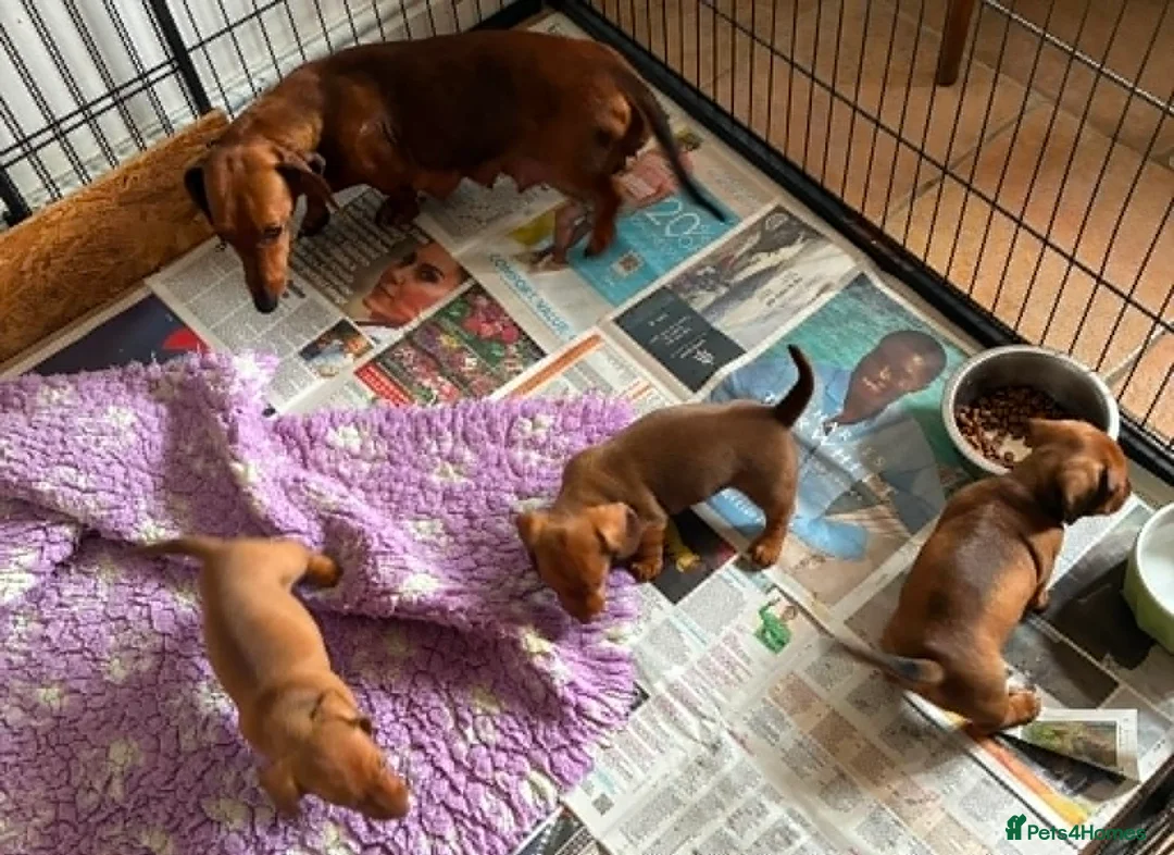 Miniature Dachshund dogs for sale: K.C registered Miniature Dachshund puppies - Advert 7