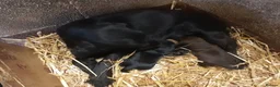 Cocker Spaniel dogs for sale: COCKER SPANIEL PUPS IN NORTHERN IRELAND - Advert 9