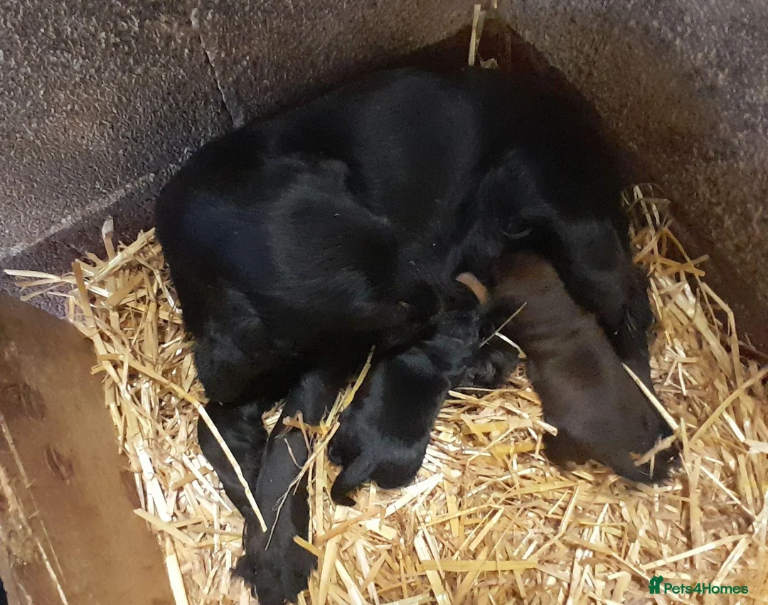 Cocker Spaniel dogs for sale: COCKER SPANIEL PUPS IN NORTHERN IRELAND - Advert 9