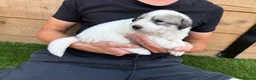 Pyrenean Mountain Dog dogs for sale: ONLY 1 Pyrenean Mountain Dog Puppies left 💙💛💙💛 - Advert 8