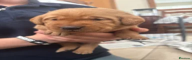Labrador Retriever 2