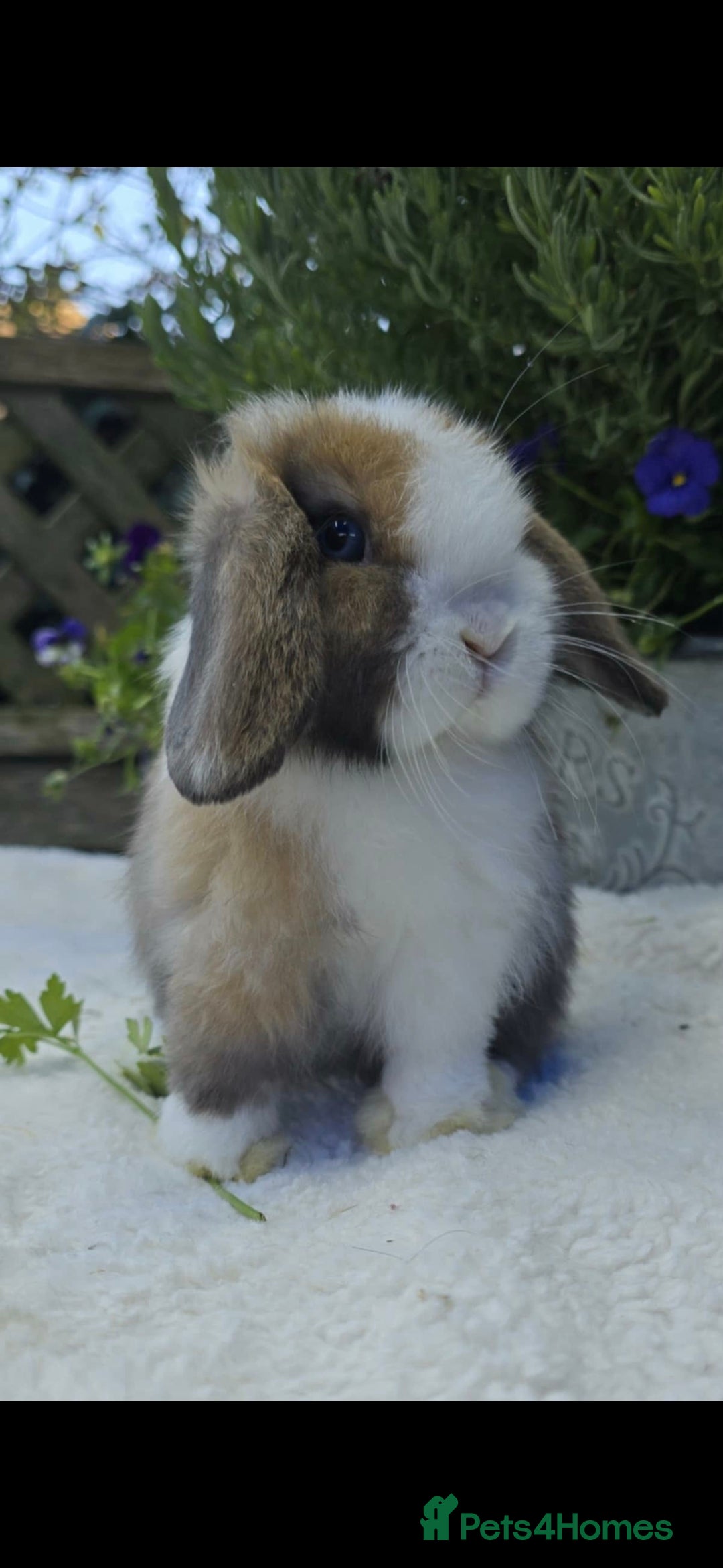 Dwarf Lop rabbits Beautiful Female Mini Lop Baby - Advert 1