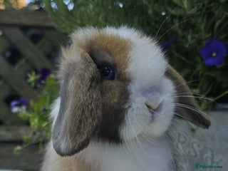 Dwarf Lop rabbits Beautiful Female Mini Lop Baby - Advert 1