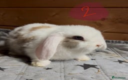Mini Lop rabbits for sale: 8 beautiful friendly baby mini lops  - Image 7