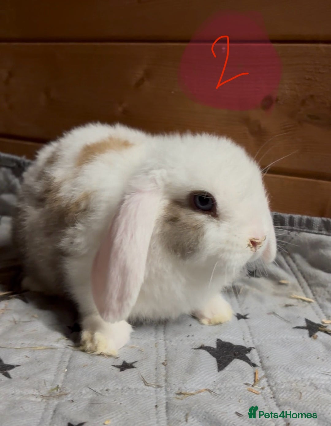 Mini Lop rabbits for sale: 8 beautiful friendly baby mini lops  - Image 7