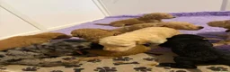 Labradoodle dogs for sale: Multigen labradoodle puppies - Advert 11