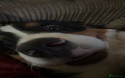 Bernese Mountain Dog dogs for sale: Bernese Mountain dog Puppy – Looking for Home - Advert 6