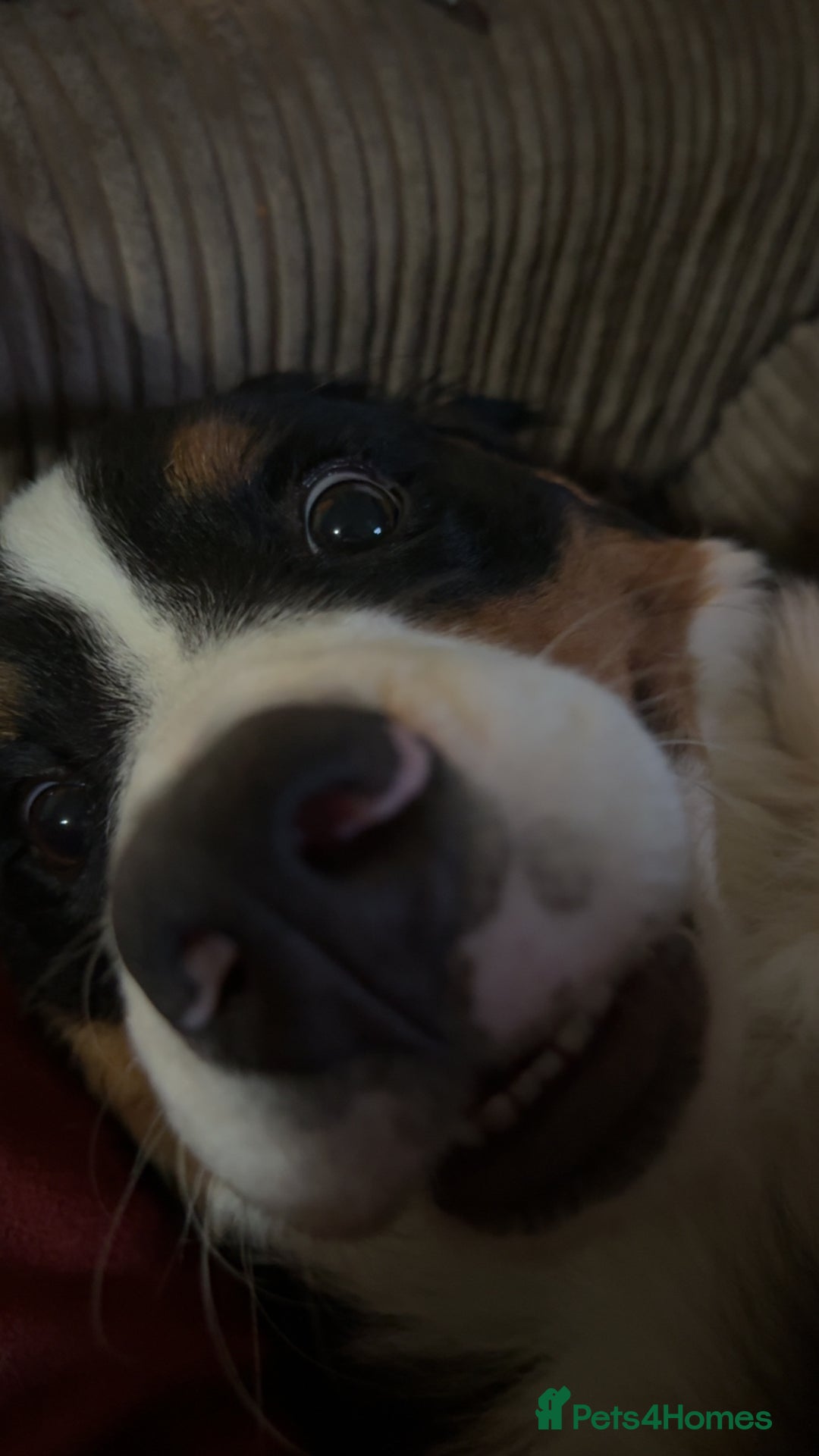 Bernese Mountain Dog dogs for sale: Bernese Mountain dog Puppy – Looking for Home - Advert 6