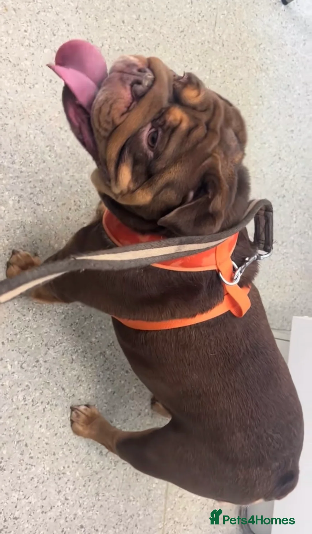 English Bulldog dogs for sale: breeding bitch great lines nearly ready in season  - Advert 3