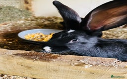 Continental Giant rabbits for sale: Continental  - Image 2